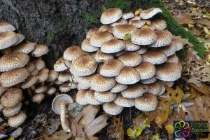 Pholiota squarrosa (7)